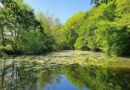Wanderung durch den schönen Stadtwald am 04.06.26